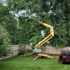 Best Tree Health Inspection  in Lightstreet, PA