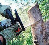 Best Hazardous Tree Removal  in Lightstreet, PA