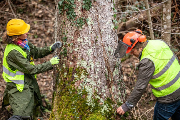 Best Fruit Tree Pruning  in Lightstreet, PA