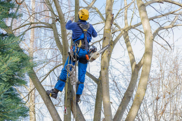 Best Tree Trimming and Pruning  in Lightstreet, PA