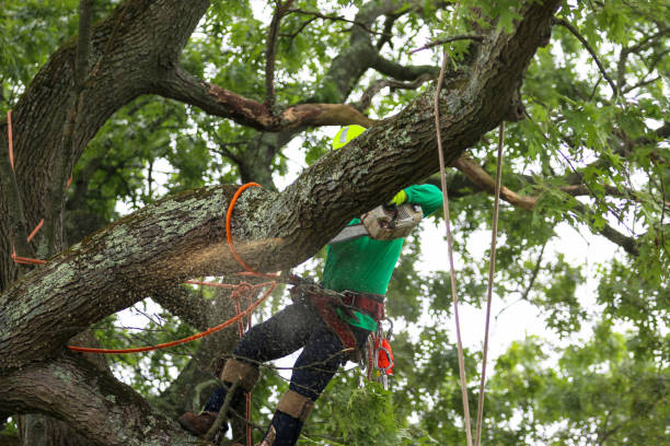 Best Lawn Dethatching  in Lightstreet, PA