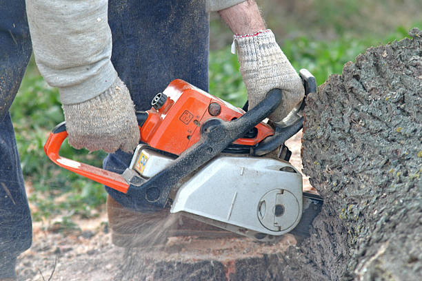 Best Tree Maintenance Programs  in Lightstreet, PA