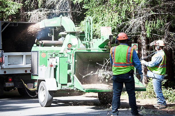 Best Utility Line Clearance  in Lightstreet, PA