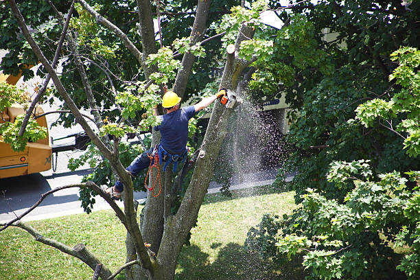 Best Artificial Turf Installation  in Lightstreet, PA