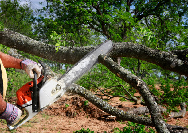 Best Root Management and Removal  in Lightstreet, PA