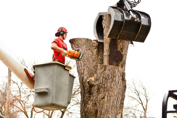 Best Storm Damage Tree Cleanup  in Lightstreet, PA